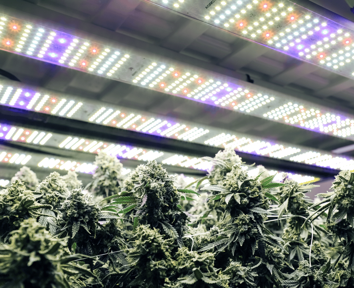 LED Grow Lights Vertical Farming