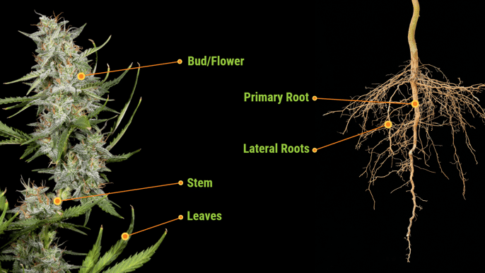 Blog Graphic Plant Anatomy